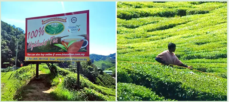 کامرون هایلندز مالزی (Cameron Highlands)